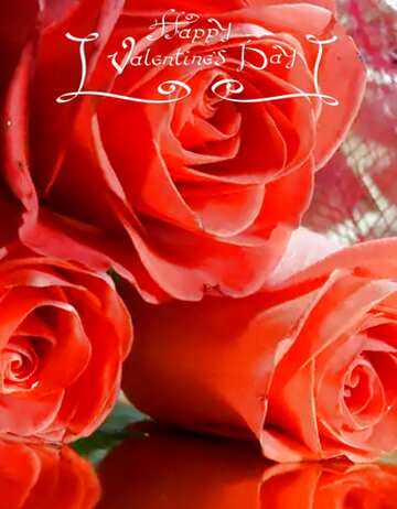FX №213446 Bouquet  Roses happy valentines day