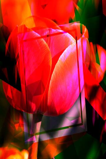 FX №215629 Tulip flower  Large geometrical template frame