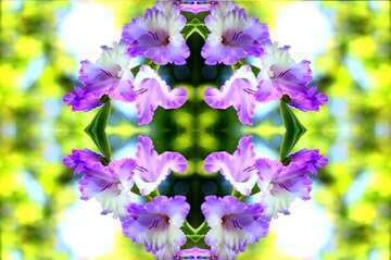 FX №215055 Images for cards the flower gladiolus pattern