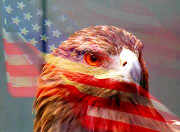 FX №218377 American  eagle