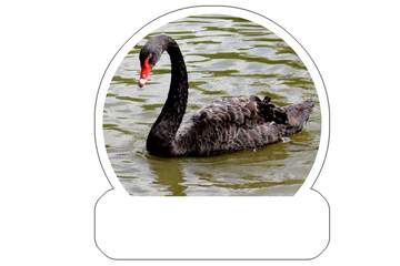 FX №219953 Sticker Black swan