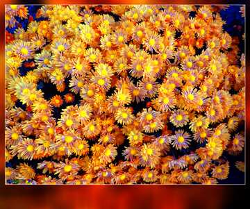 FX №22985 Chrysanthemums frame blank card