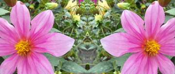 FX №22997 Dahlia pattern flower