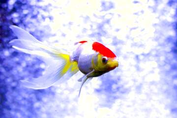 FX №220067 red and yellow fish on blue background