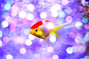 FX №220066 red and yellow fish on blue bokeh background