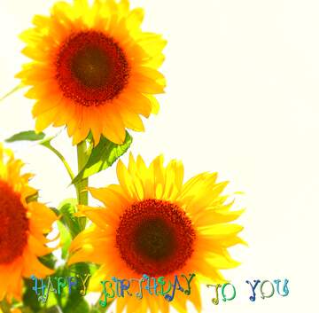 FX №221038 Bouquet of sunflowers Happy Birthday
