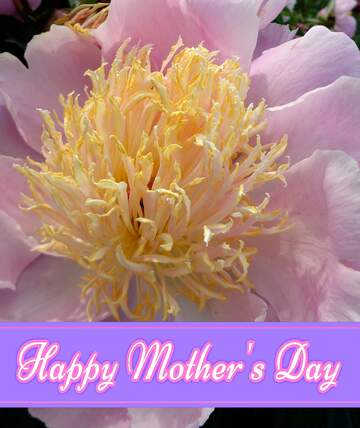 FX №221031 Flower peony Happy Mothers Day