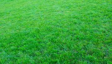 FX №221082 texture lawn.
