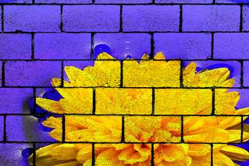 FX №222227 flower blocks wall blue and yellow