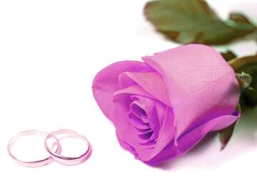 FX №222079 Wedding rose flower