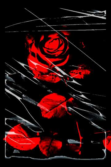 FX №224134 Tragedy rose flower