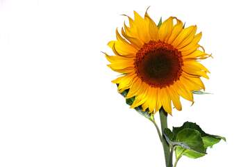 FX №225884 Sunflower