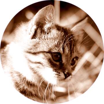 FX №226502 Cat profile image