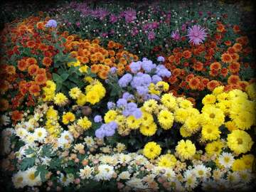 FX №23013 осенние цветы
