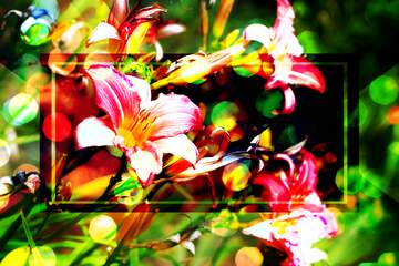 FX №230009 Lily flower cards background