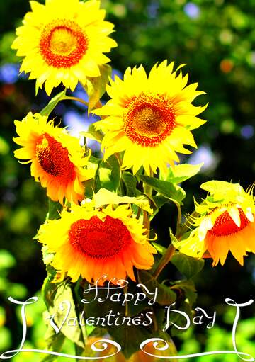 FX №230489 Sunflowers bouquet happy valentine`s day