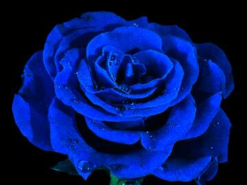 FX №234839 Blue  Rose on black