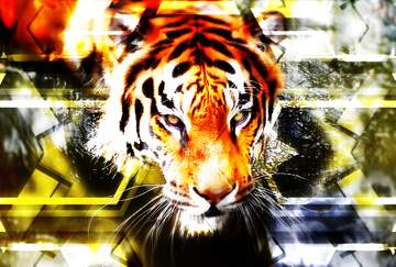 FX №236020 tiger art background