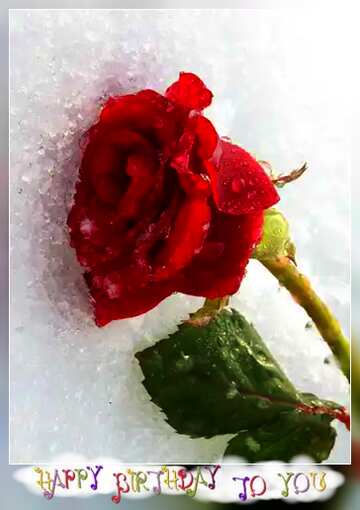 FX №25359  happy birthday Rose Snow card