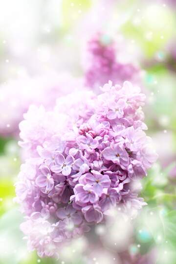 FX №262596 Beautiful lilac flowers