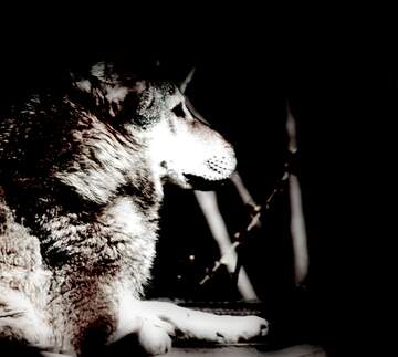 FX №262098 Black and white Wolf background