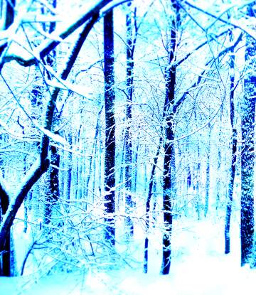 FX №262725 Blue Winter  Forest