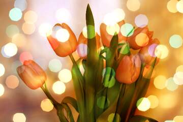 FX №262676 Bouquet tulips background