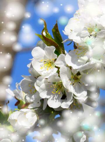 FX №262997 Квітучі дерева - це як символ прекрасності та...
