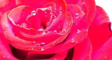 FX №262113 Rose flower macro bacrground