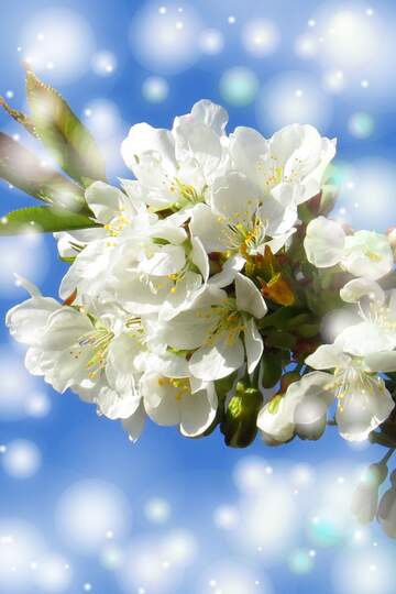 FX №263077 Білі квіти на дереві весною - це як кришталевий сніг на ...