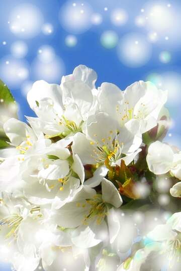 FX №263072 Білі квіти на дереві весною - це як символичний...