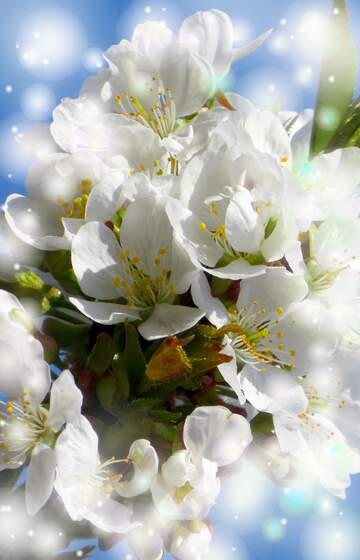 FX №263086 Білі квіти на дереві весною символізують чистоту,...