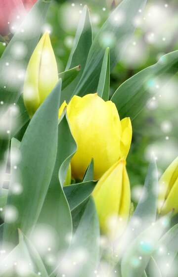 FX №263185 Buona primavera, che questi tulipani siano il tuo simbolo di speranza e amore.