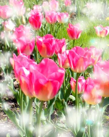 FX №263209 Buona primavera, che questi tulipani ti portino la freschezza e la vitalità della stagione.