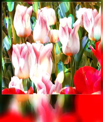FX №263187 Che questi tulipani ti portino serenità e pace nel tuo cuore.