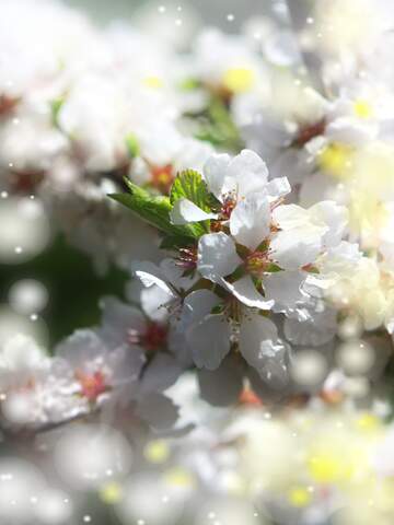 FX №263115 Дерево з білими квітами може стати символом надії та...