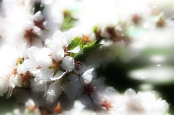 FX №263119 дерево з білими квітами виглядає дуже розкішним та...