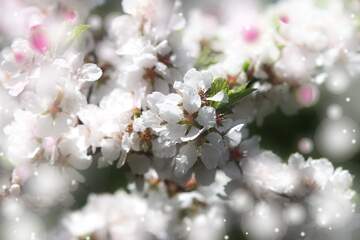 FX №263116 Квітуче дерево з білими квітами може стати об`єктом...