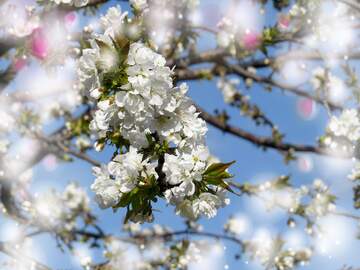 FX №263013 Квітучі дерева - це як символ вічного життя, яке...