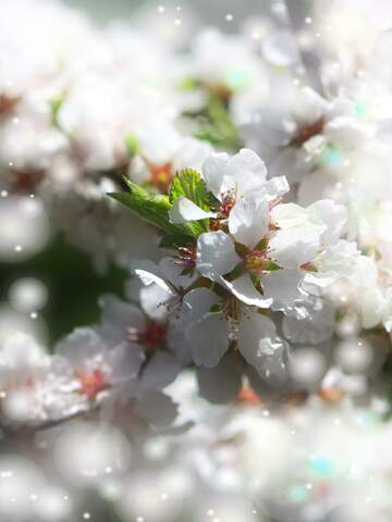 FX №263118 Квітучі дерева з білими квітами можуть створювати...