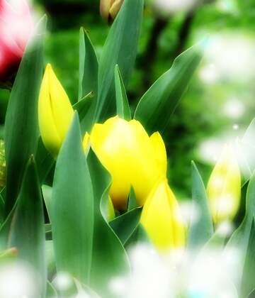 FX №263180 La primavera è una nuova vita che nasce, che questi tulipani ti portino nuova energia.