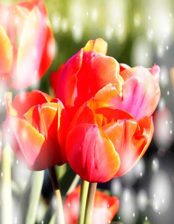 FX №263214 Questi tulipani ti portano la bellezza della natura e la bellezza della vita, goditi ogni istante.