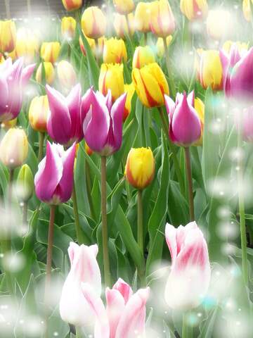 FX №263224 Questi tulipani ti portano la bellezza della primavera e la gioia della vita, goditi ogni momento.