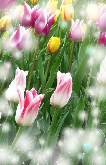 FX №263219 Questi tulipani ti portano la speranza per il futuro e la felicità per il presente.