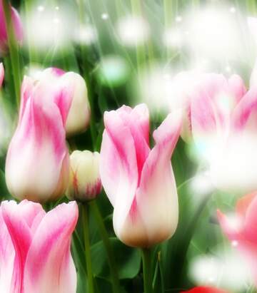 FX №263190 Questi tulipani ti portano la speranza per un futuro pieno di successi e felicità.