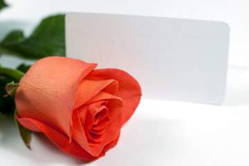FX №263162 Rose Blume
