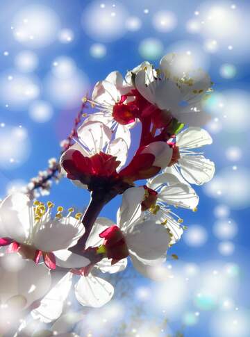 FX №263058 Весна - час, коли природа прокидається, а білі квіти на...