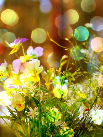 FX №264827 congrats forest flowers background