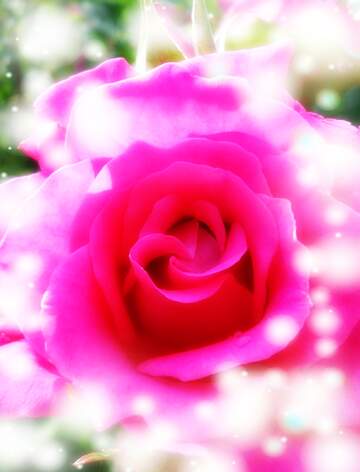 FX №264399 Rose flower background