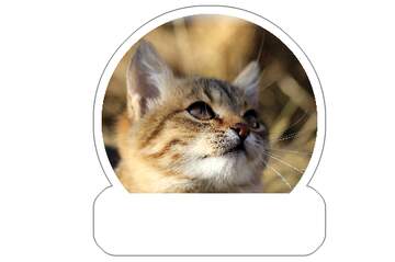 FX №265637 cat dreams sticker for meme